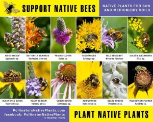 Creating Pollinator Habitat at Home with NE KS Beekeeping Assn