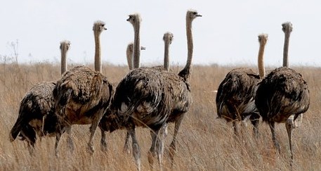 Ostrich flock